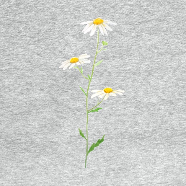 white daisy watercolor by colorandcolor